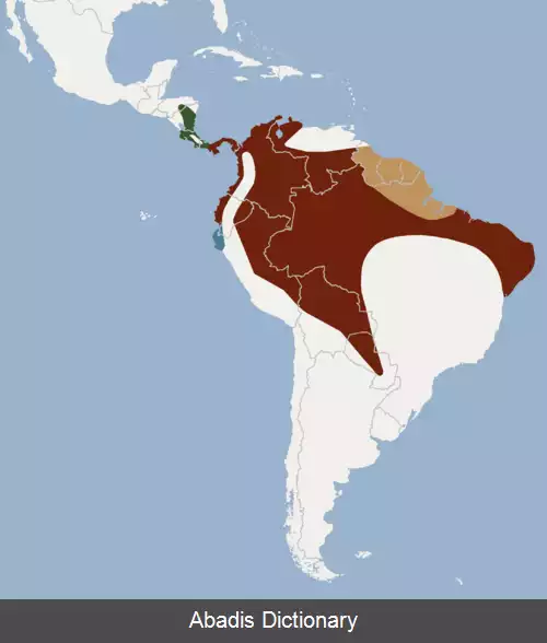 عکس خفاش گلوسفید گردگوش