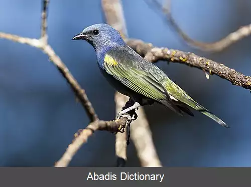 عکس زردپره واران