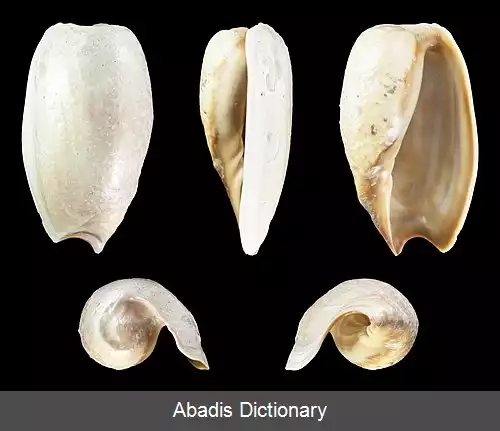 عکس زورقک گشوده