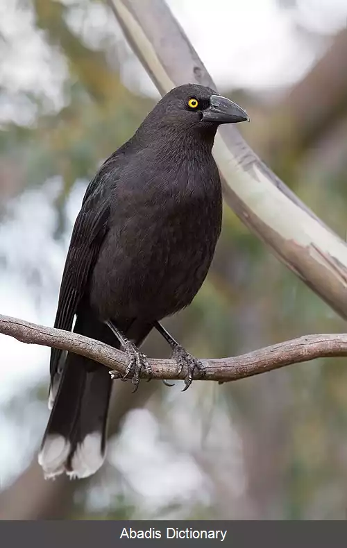 عکس کلاغ زنگی سیاه