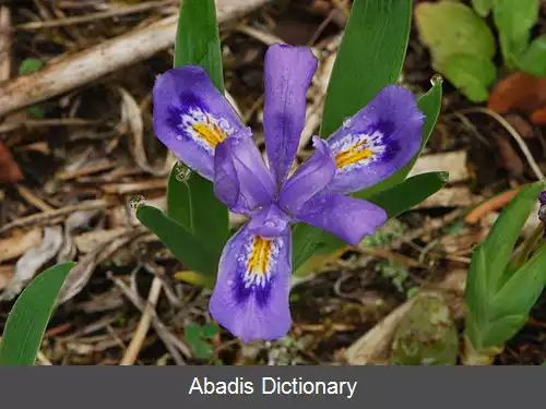 عکس زنبق دریاچه ای کوتوله