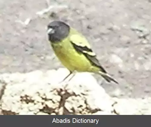 عکس سهره زرد اتیوپیایی