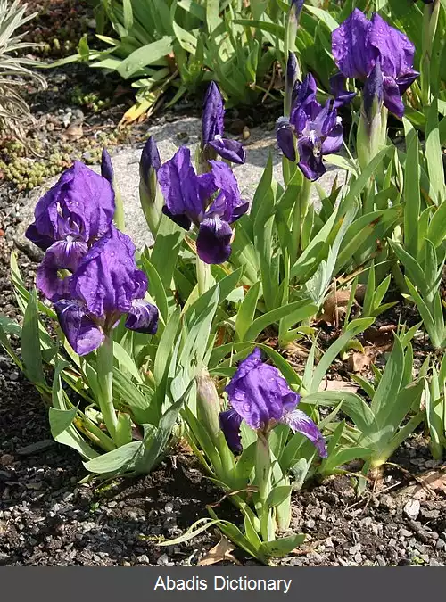 عکس زنبق پرتغالی