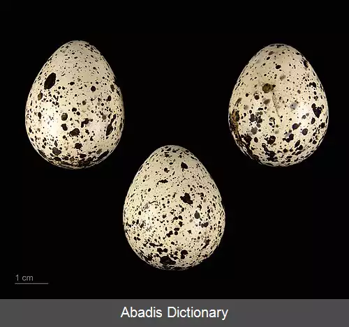 عکس آبچلیک خالدار