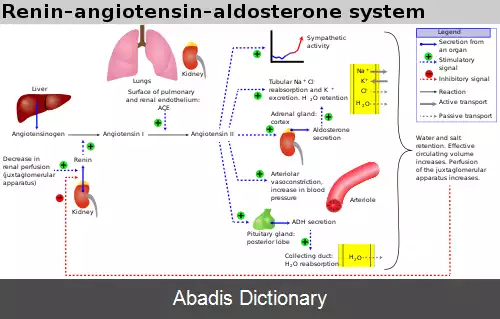 عکس سیستم رنین آنژیوتانسین آلدوسترون