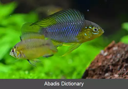 عکس سیکلیدهای کوتوله آمریکای جنوبی