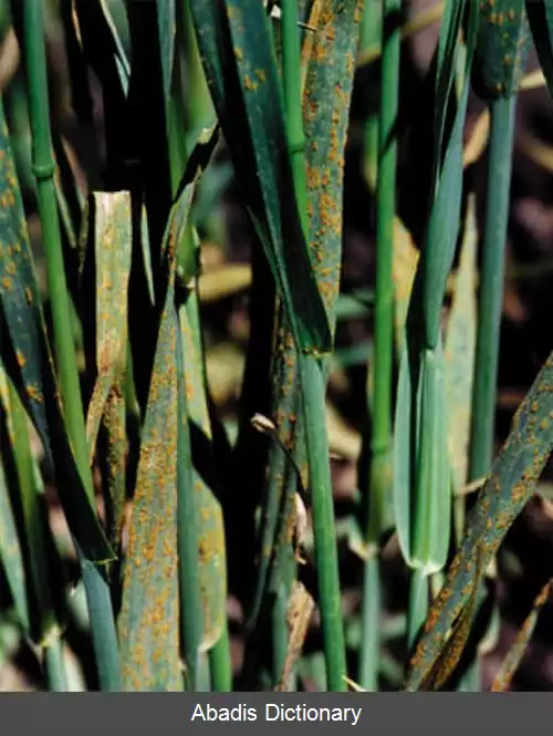 عکس زنگ تاجی جو