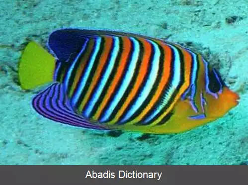 عکس فرشته ماهی شاهانه