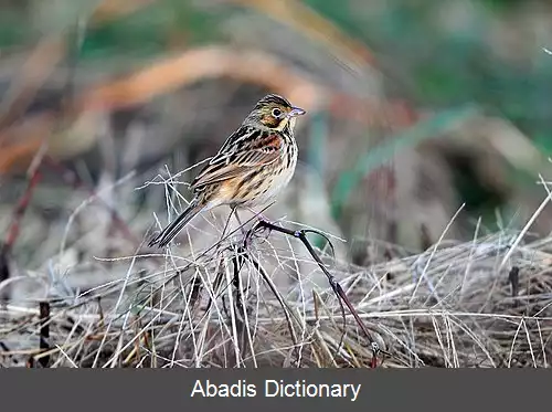 عکس زردپره گوش بلوطی