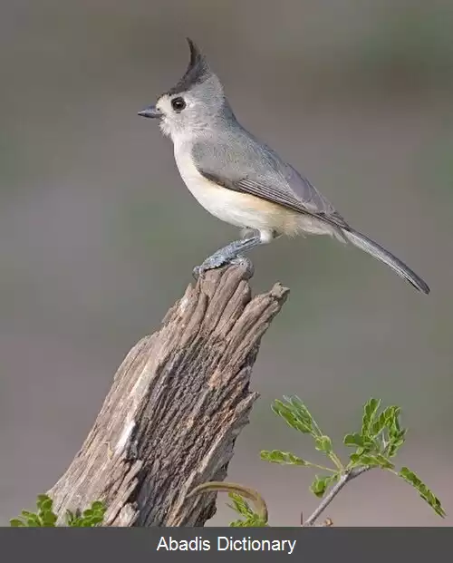 عکس چرخ ریسوک کاکل سیاه