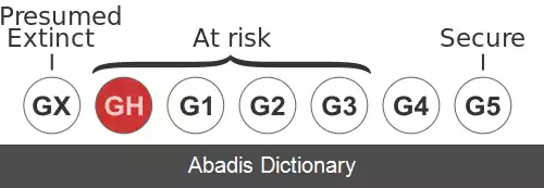 عکس زنبور برگ بر اینگنوا