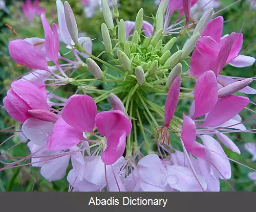 عکس علف مار (سرده)