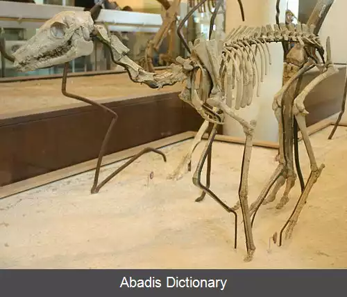 عکس علف خواردد