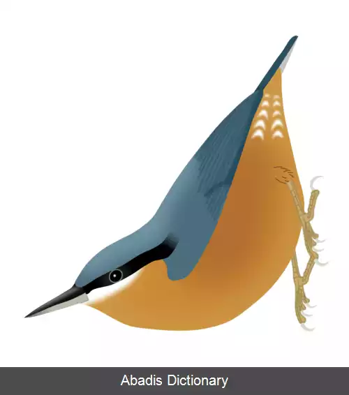 عکس کمرکولی برمه ای