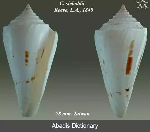 عکس قیفک زیبولد