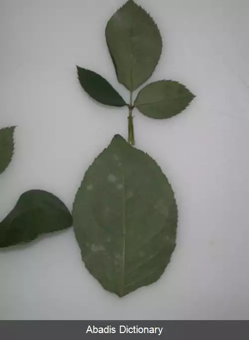 عکس سفیدک سطحی رز