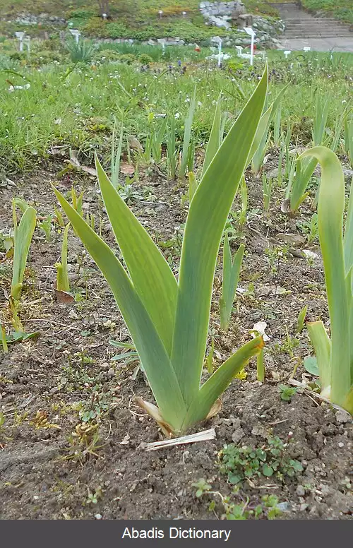 عکس زنبق براندزا