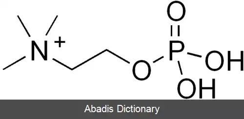عکس فسفوکولین
