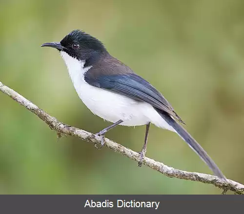 عکس سیبیای سرسیاه