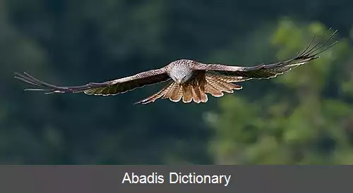عکس بینایی پرنده