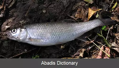 عکس سرمخروطی معمولی