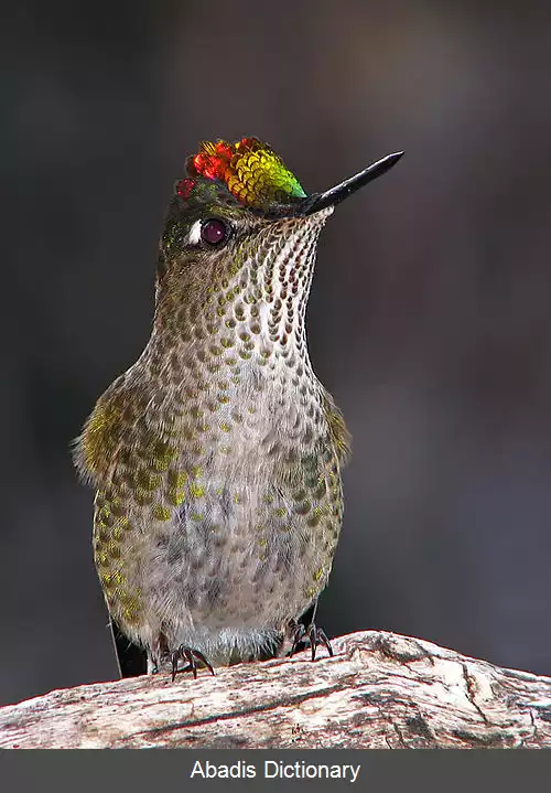 عکس آذرتاج