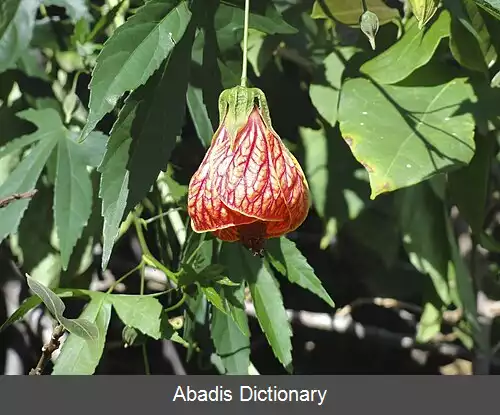 عکس ابوتیلون گل گاوپنبه ای