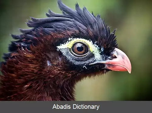 عکس کاکل فری شبانه