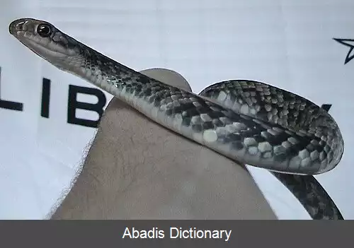 عکس قمچه مار شرقی