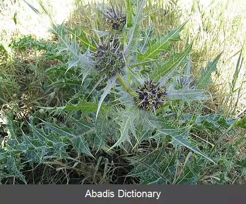 عکس کنگر علوفه ای (سرده)