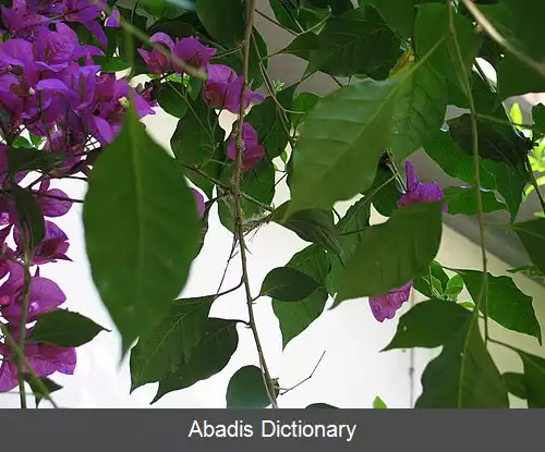 عکس خوش نوای گلوسفید