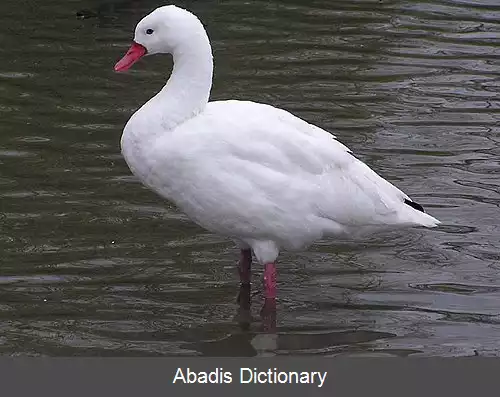 عکس قوی کوسکوروبا