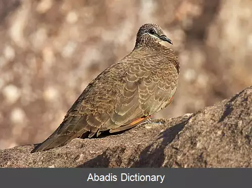 عکس کبوتر صخره ای پربلوطی