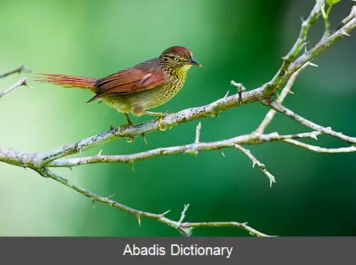 عکس دم تیزک خالدار