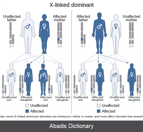 عکس وراثت وابسته به ایکس غالب