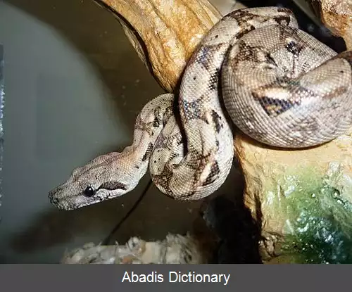 عکس بوآی امپراتور