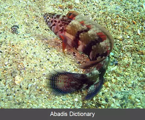 عکس زمردماهی پوست ماری