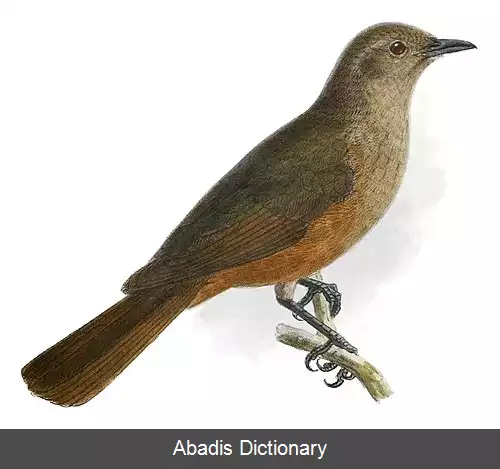 عکس سنگ چشم باسترک ماسه سنگ