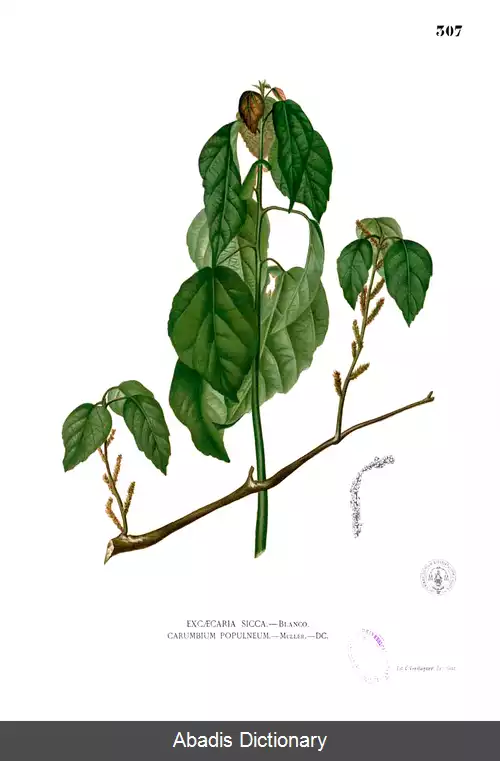 عکس فرفیونیان آلکورنئائه