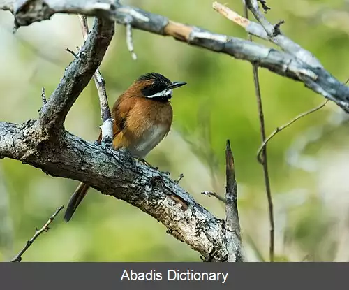 عکس دم تیزک سبیل سفید