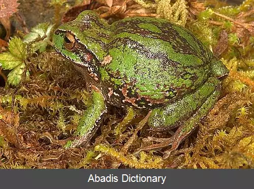 عکس قورباغه های کیسه دار