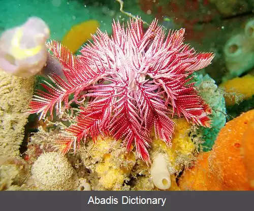 عکس زنبق ستاره ویسیان