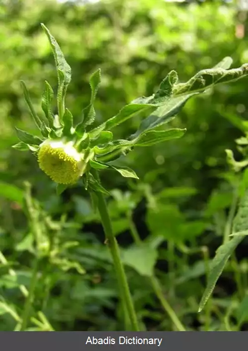عکس کاهینه (سرده)