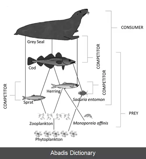 عکس شبکه غذایی دریایی