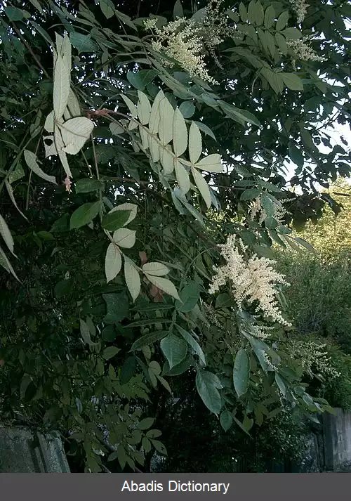 عکس راس چینی