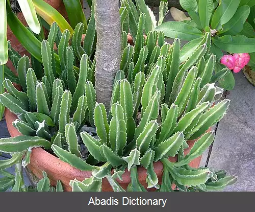 عکس قورباغه ای غول آسا