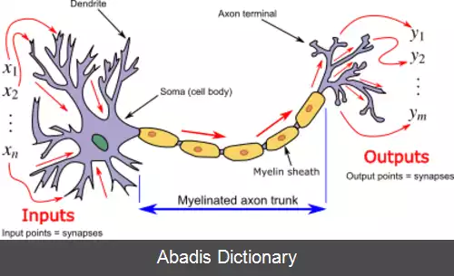 عکس مدل نورون بیولوژیک