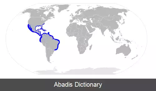 عکس بیل کله