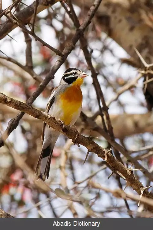 عکس زردپره سومالی
