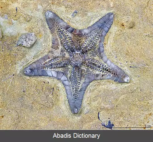 عکس ستاره دریایی مراکش